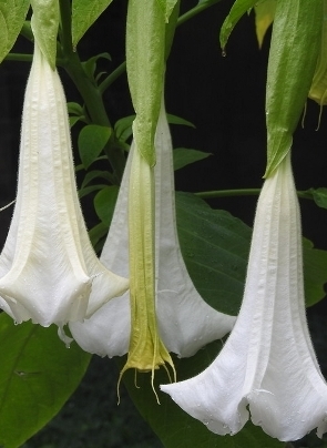 BRUGMANSIA Cypress Gardens